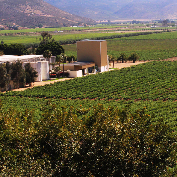 Recorrer la Ruta del Vino - RUTA DEL VINO EN BAJA CALIFORNIA, RUTAS TURÍSTICAS